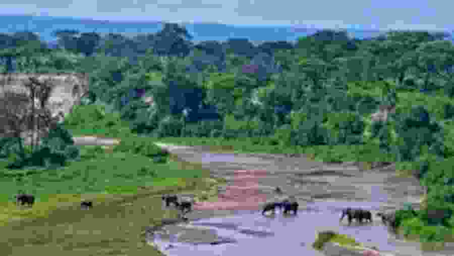 Explore the flora and fauna at Tanzania