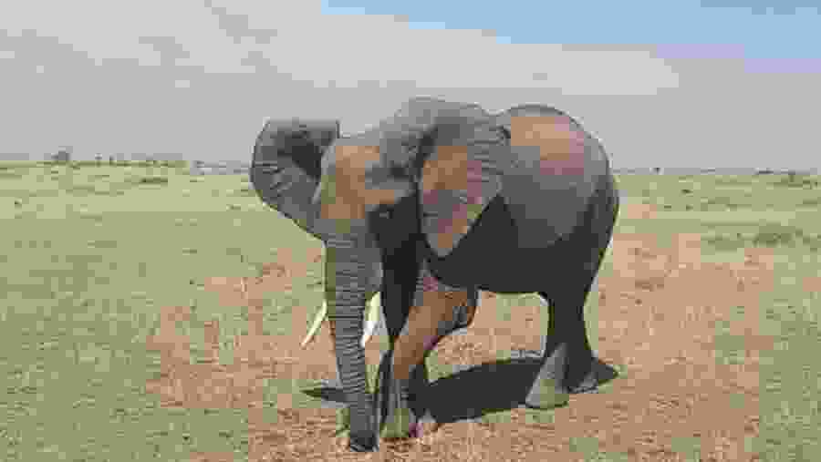 Elephant at Masai Mara