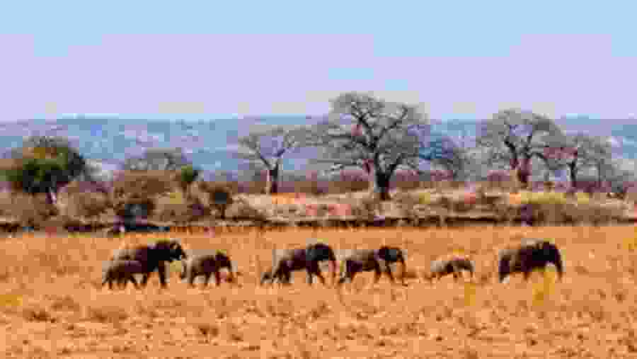 African Wildlife