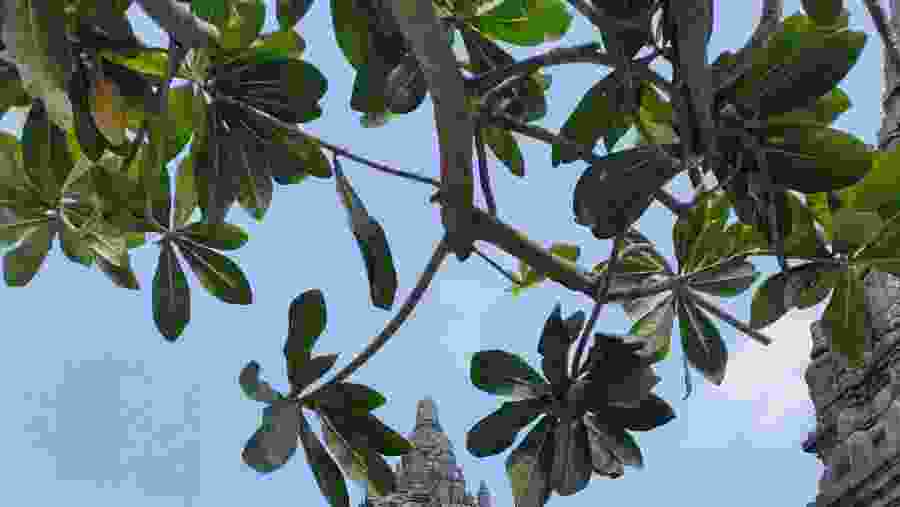 Explore Prambanan & Borobudur