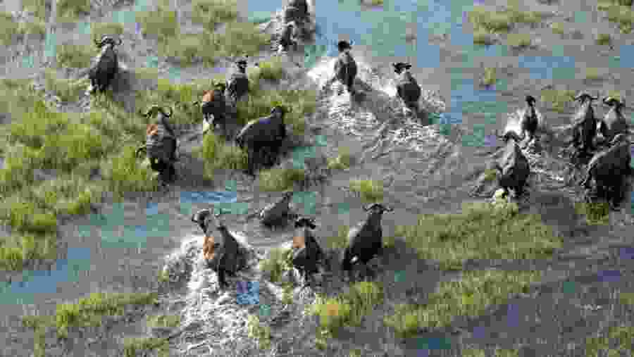 Wildlife in Serengeti