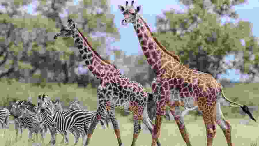 Safari To Mikumi And Udzungwa National Park