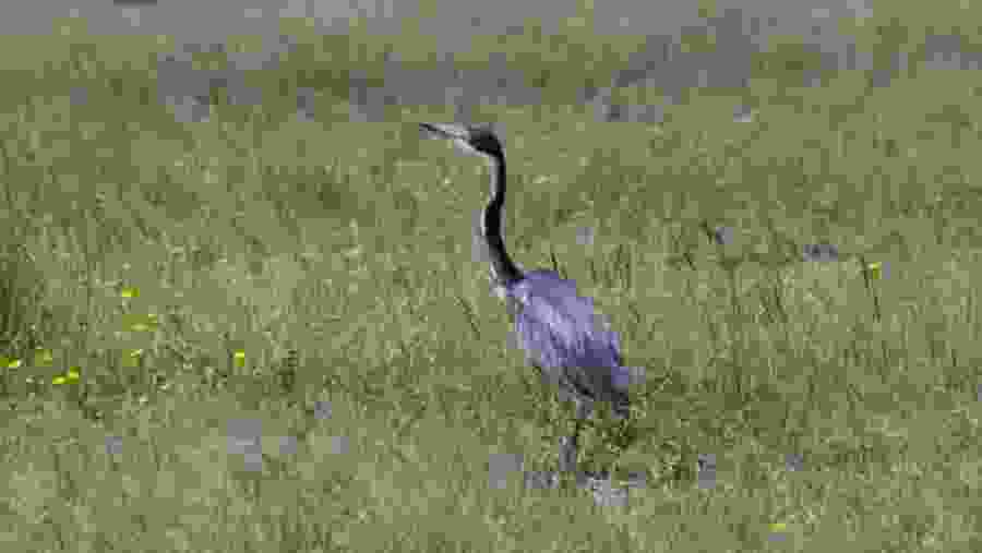 Black-headed heron in Lake Myanmar