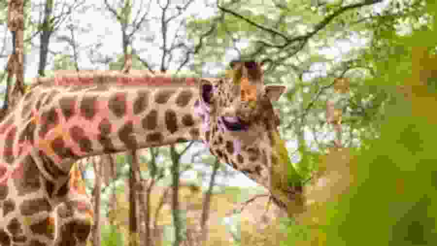 Giraffe Center