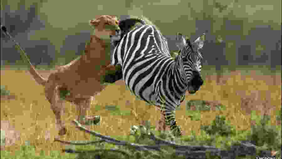 Watch nature unfold in front of your eyes in Mikumi National Park