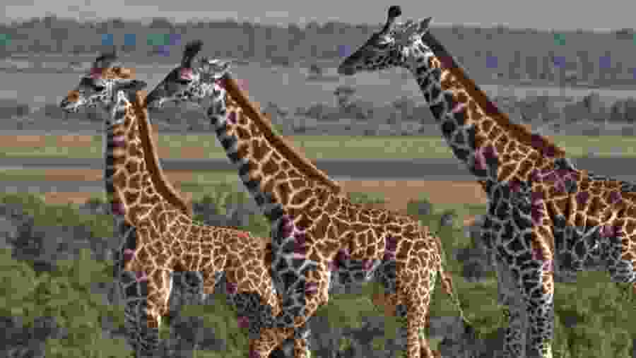 Masai Giraffe