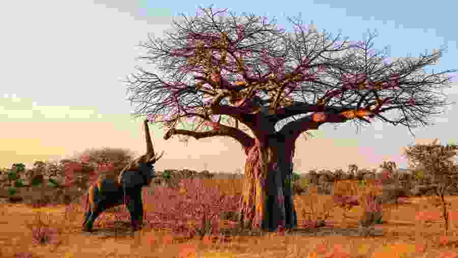 Wild Wonders of Ruaha