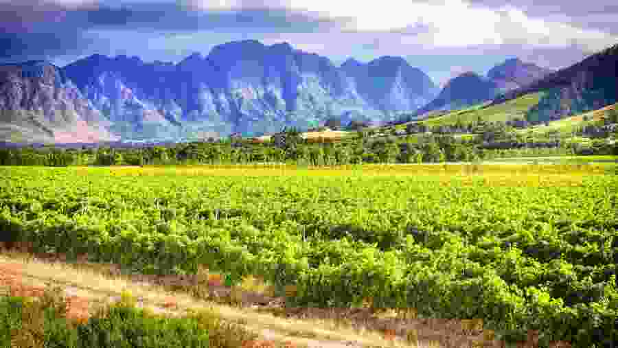 Stellenbosch Vineyard