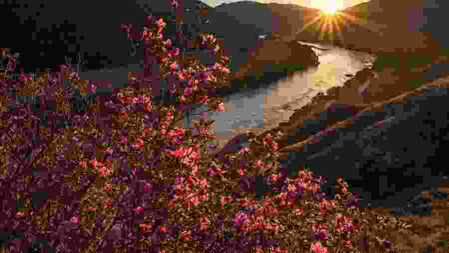 Rhododendron blossom