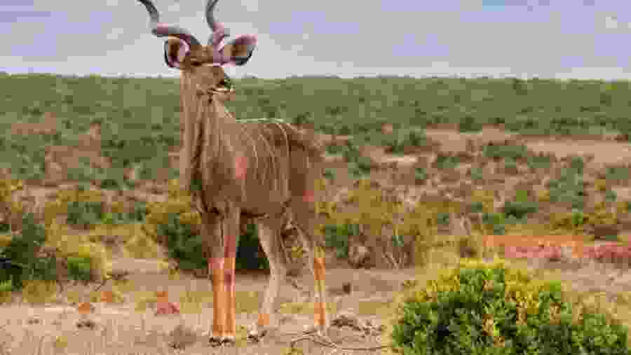 Kudu