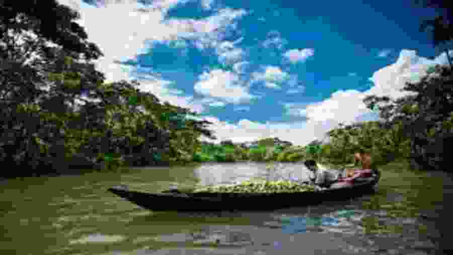 Guava Floating Market