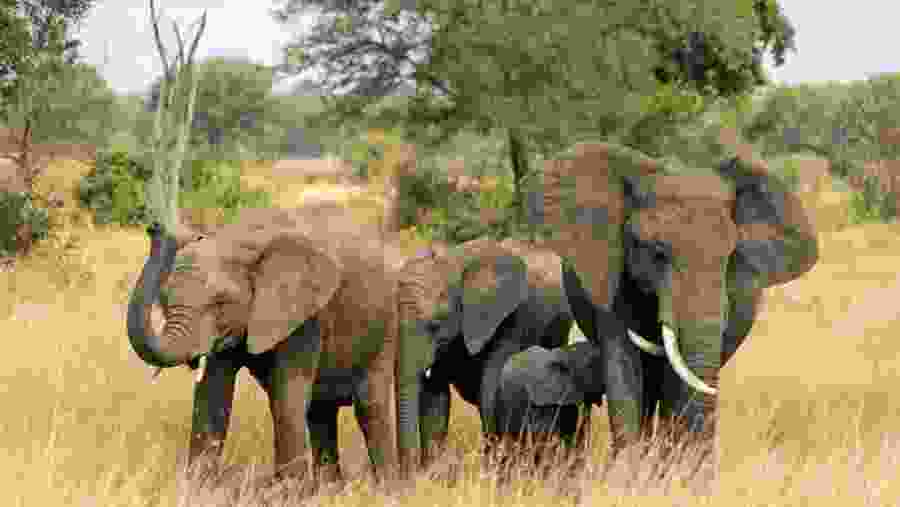Nyerere National Park
