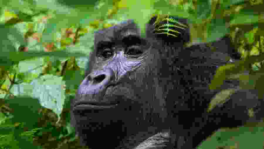 Silverback gorilla photo in bwindi