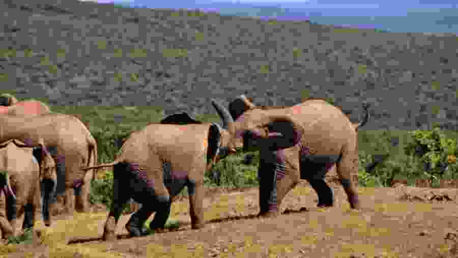 Elephant Herd