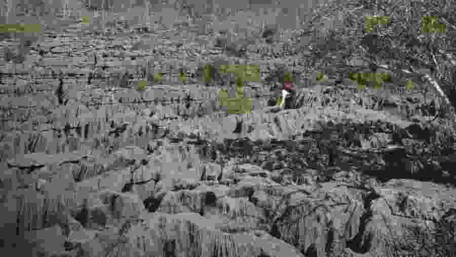 Baobab avenu-Tsingy de Bemaraha