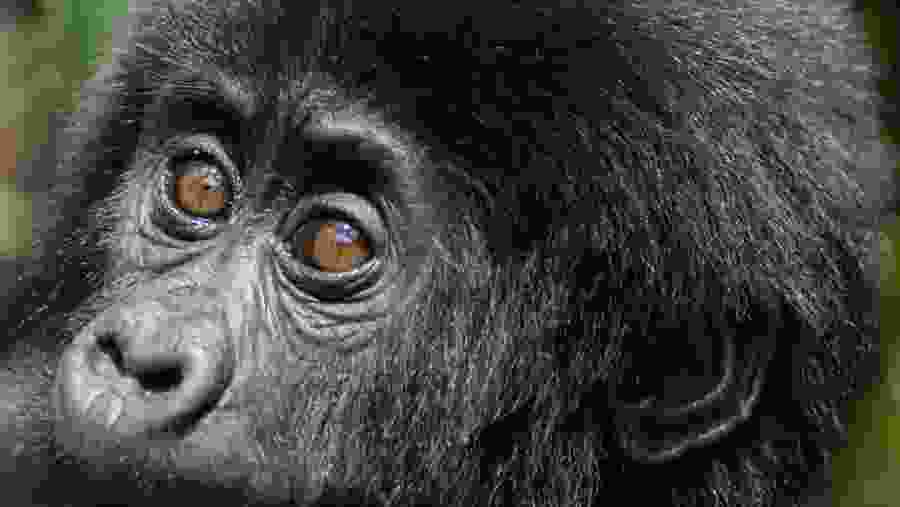 Gorilla and Chimpanzee Safari