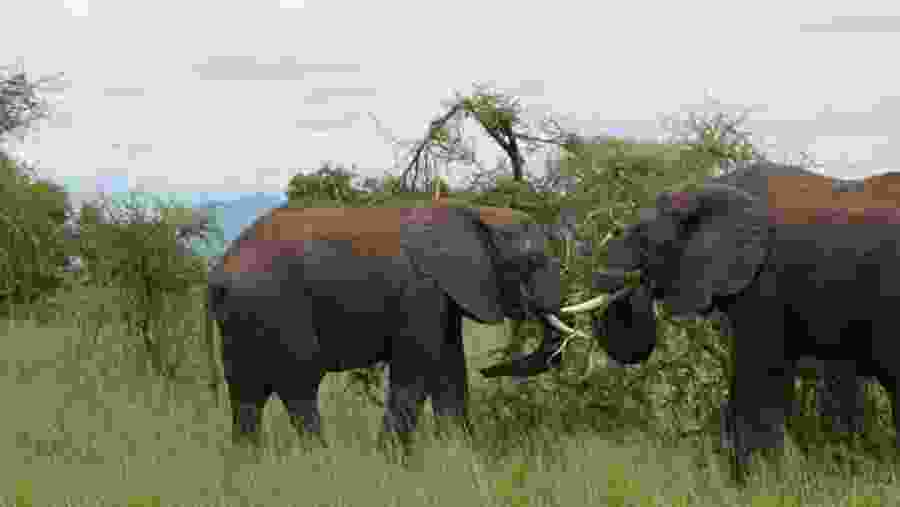 Elephants
