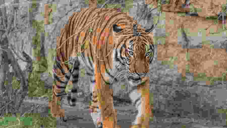Royal Bengal Tiger at the Sundarbans Forest Reserve