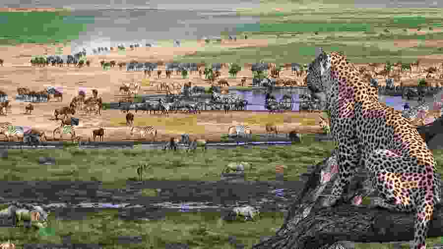 Experience the richness of wildlife in the Ngorongoro Crater