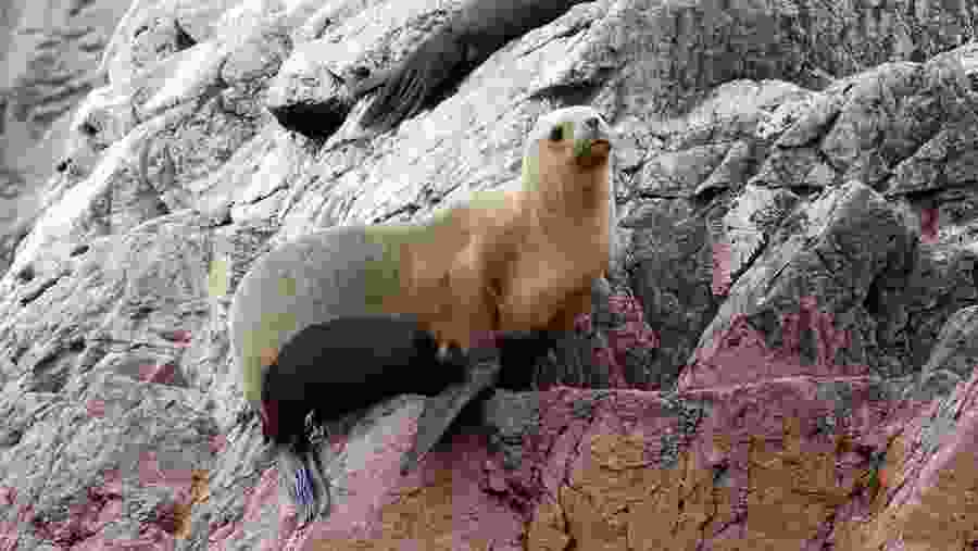 Sea Lion at Paracas National Reserve