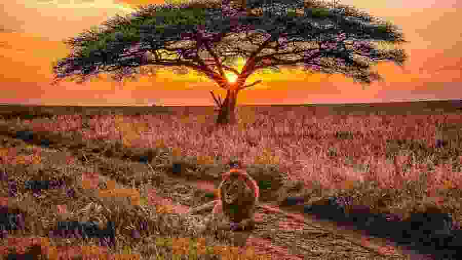 Witness the pride of Tarangire National Park