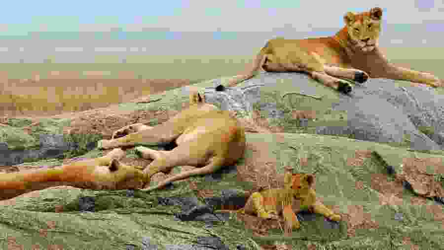 Spot the alluring wildlife at Ngorongoro Crater