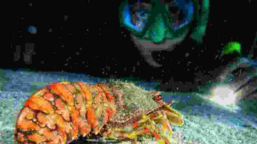 Night Snorkeling In Mirissa