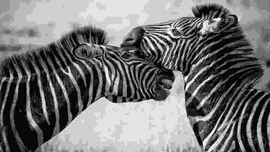 Zebra