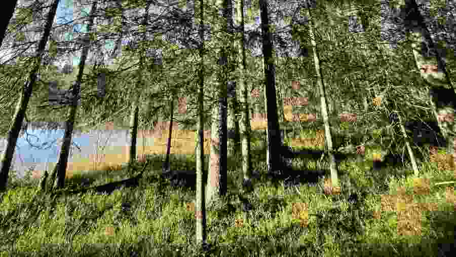 Forest
