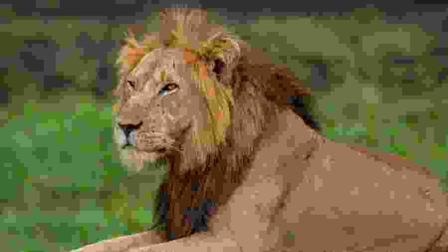 African Lion