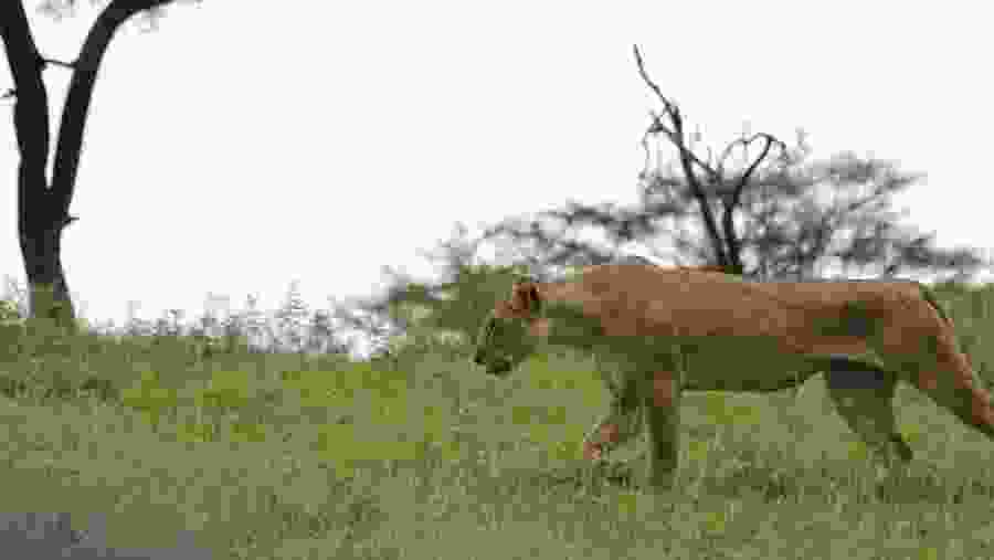 Lioness at Tarangire National Park