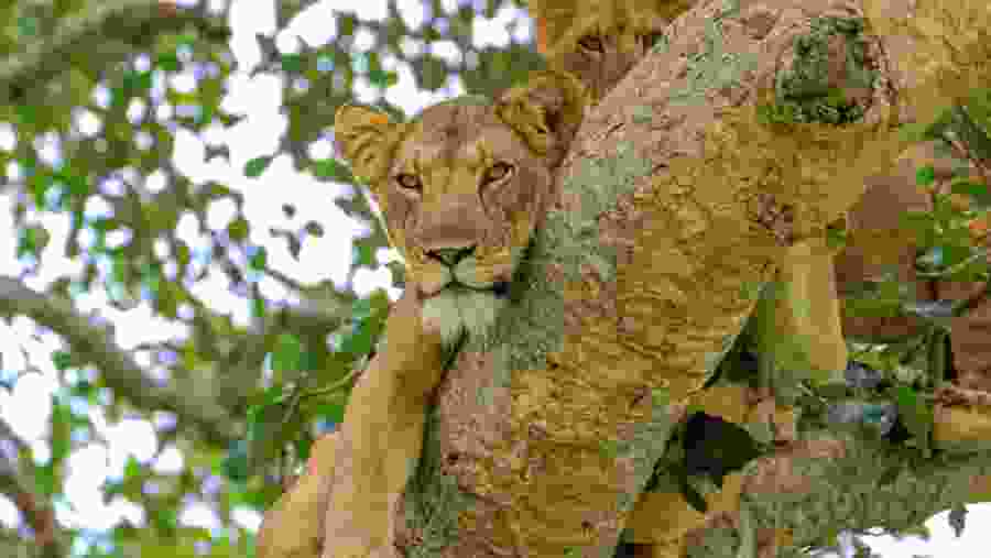 Ishasha Tree Climbing Lions - Queen Elizabeth National Park