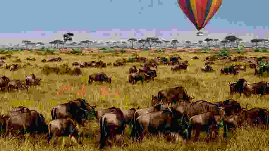 Wildlife spotting