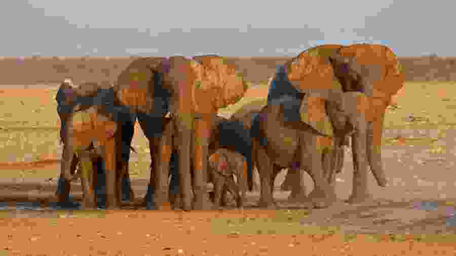 elephants at a waterhole 