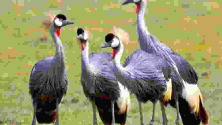 Marvel at unique bird sightings