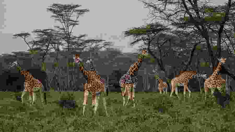 Giraffes in Lake Nakuru national Park