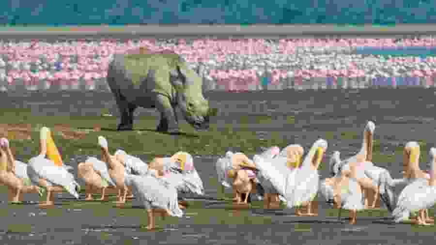 Rhino and birds at Lake Nakuru