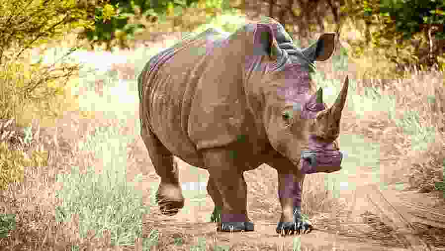 Spot native wildlife