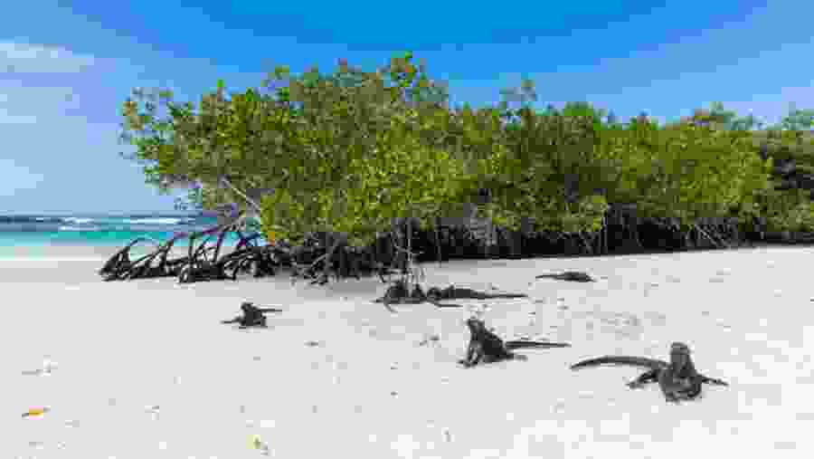 Iguanas at Santa Cruz Island