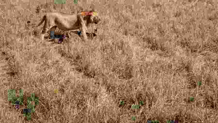 Lion in Masai Mara National Park