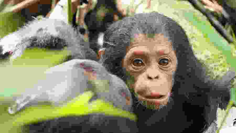 Gorilla