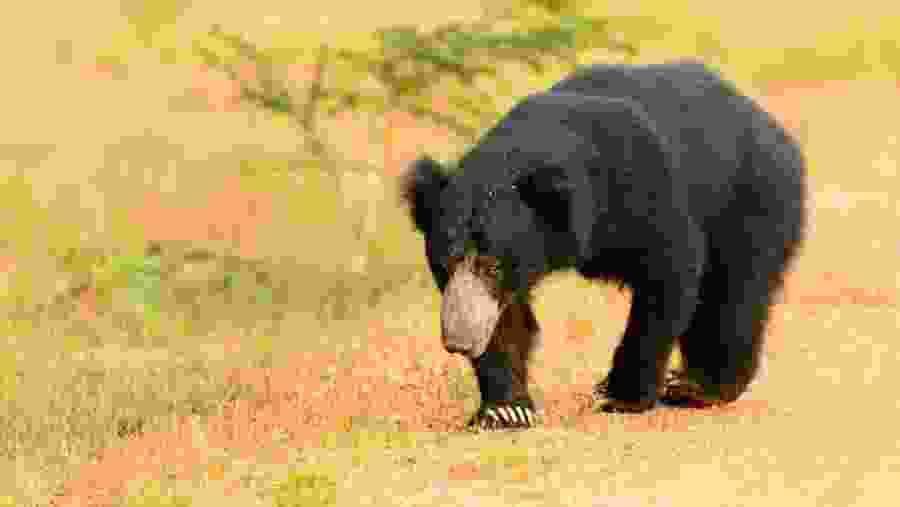 spot sloth bears on your game drive