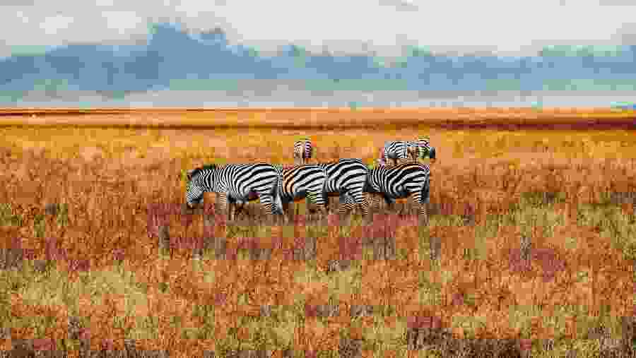 Zebras