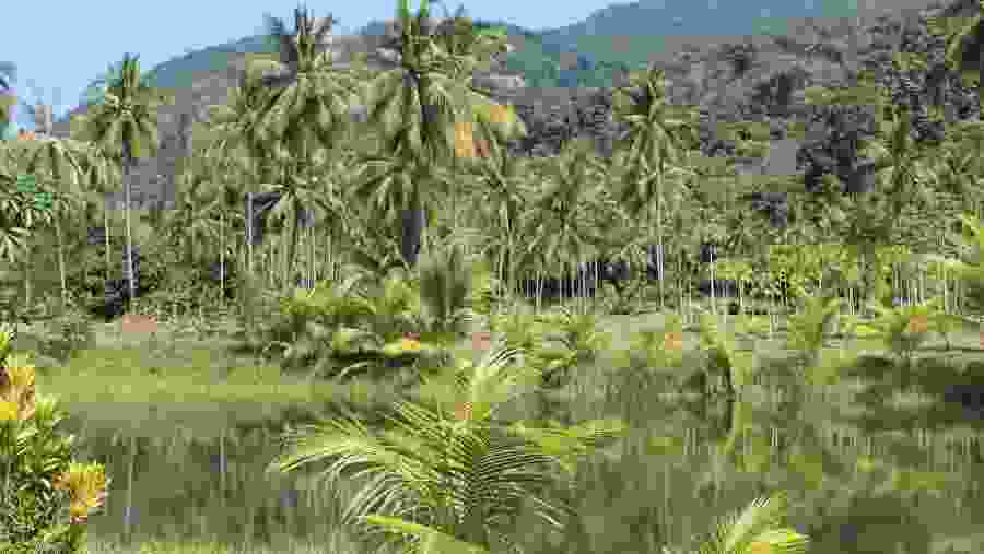 Amazon Rainforest