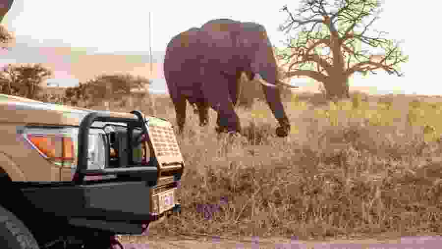 Witness the African wildlife