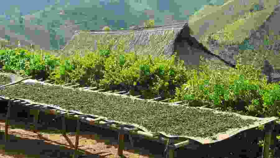 Producing Shan Tea in the traditional way
