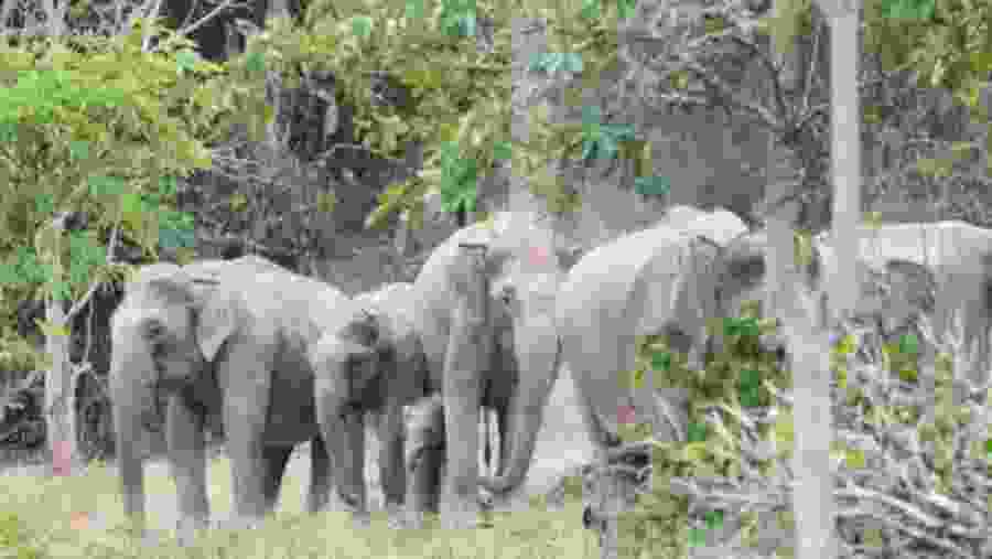 Elephants at the National Park