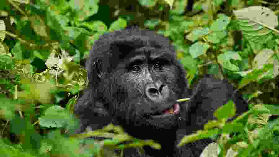 Gorilla Trekking