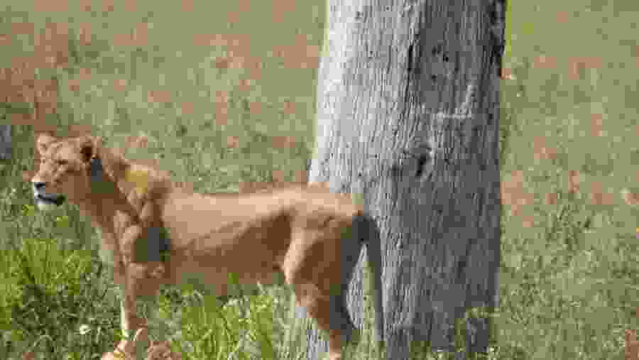 Lion in Tarengire National Park