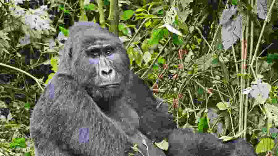 Gorilla Trekking